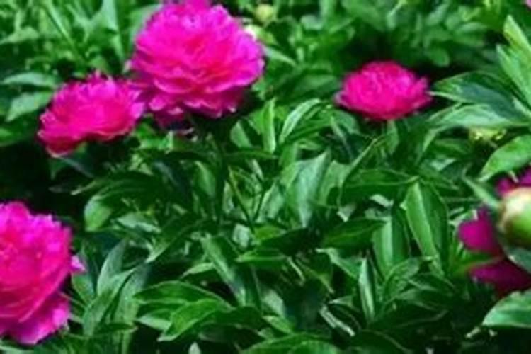 芍药施复合肥可以吗