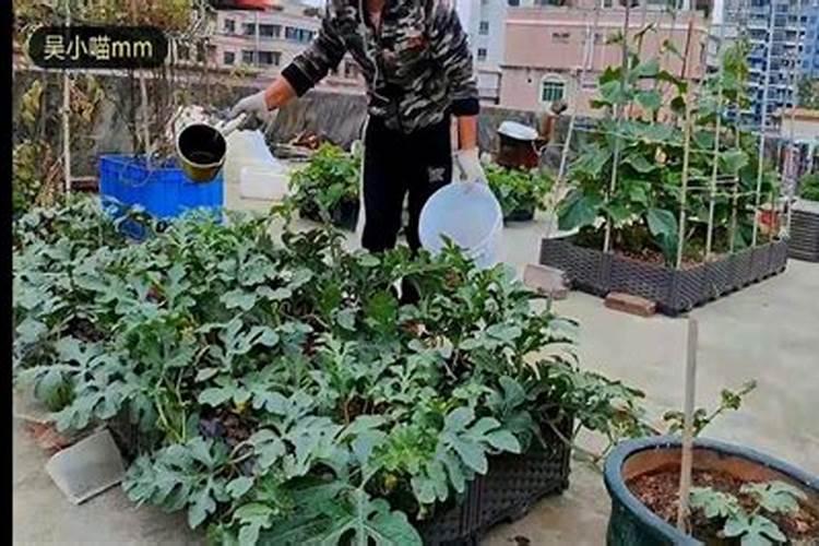 西瓜坐果后如何施肥