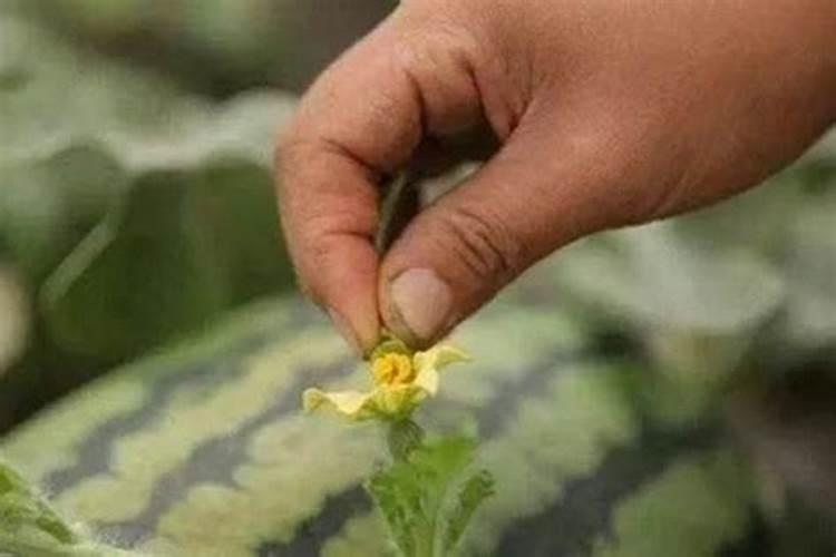 西瓜坐果后如何施肥