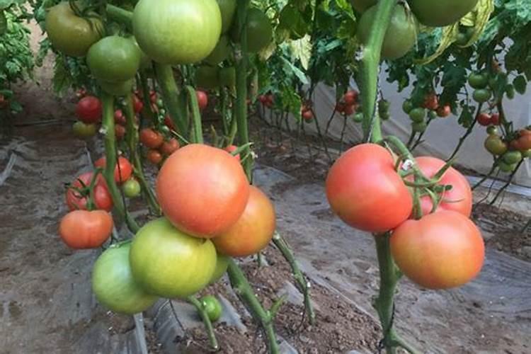 建瓯有什么工作工资高