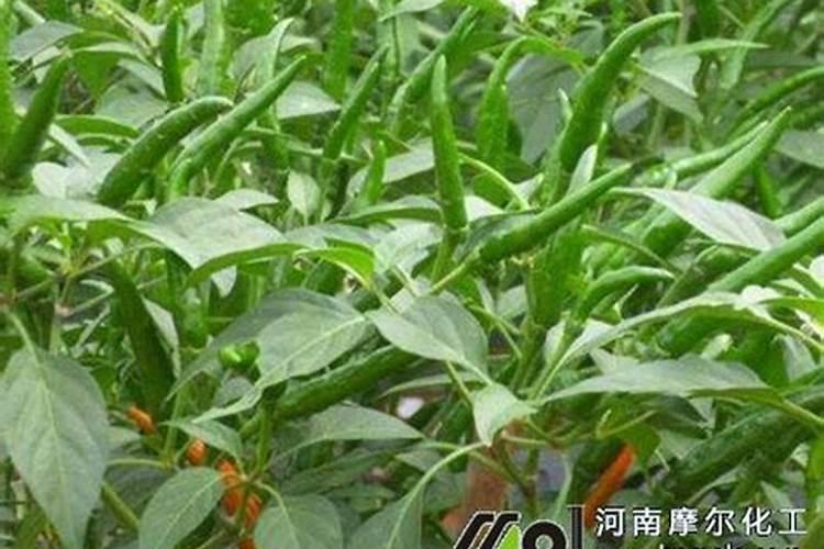 朝天椒用什么肥料做底肥