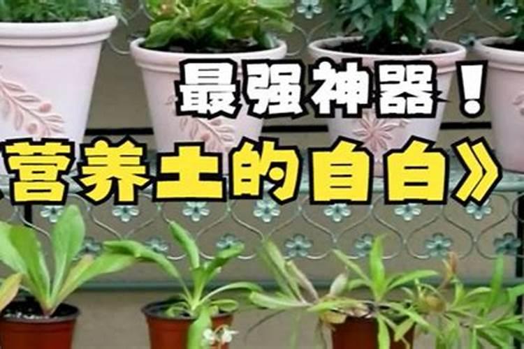 浓缩营养液可以当叶面肥浇花吗