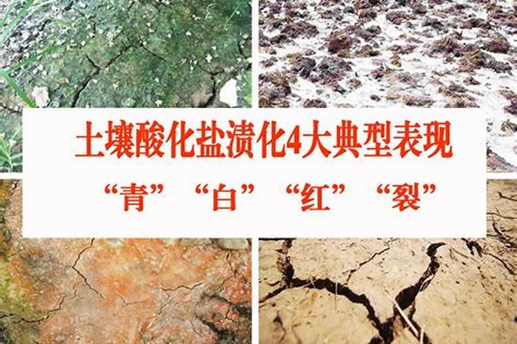 撒有机肥不覆盖土可以吗 如何正常使用