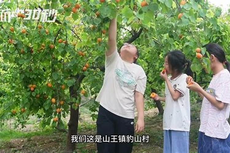 芒果花杆不红打什么药