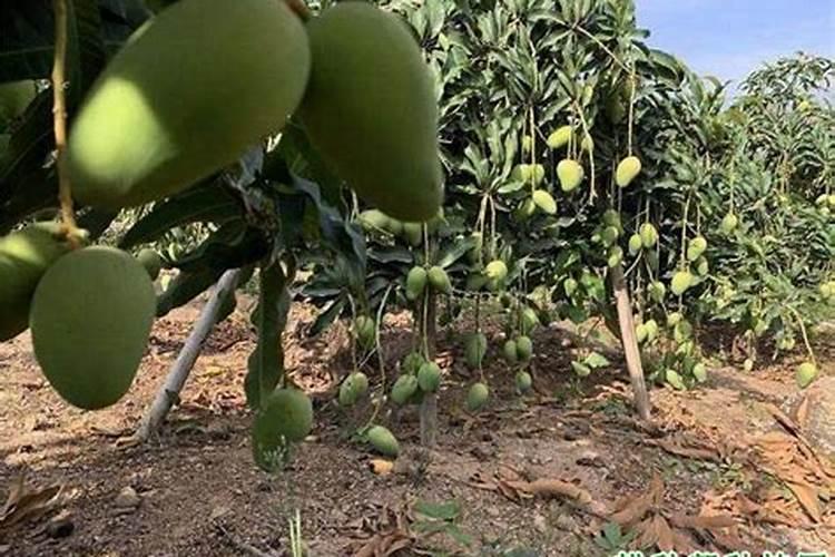 芒果用什么肥料能快速成长？施肥几次？