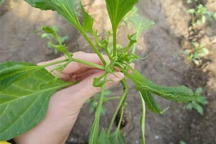 辣椒树施什么肥最好