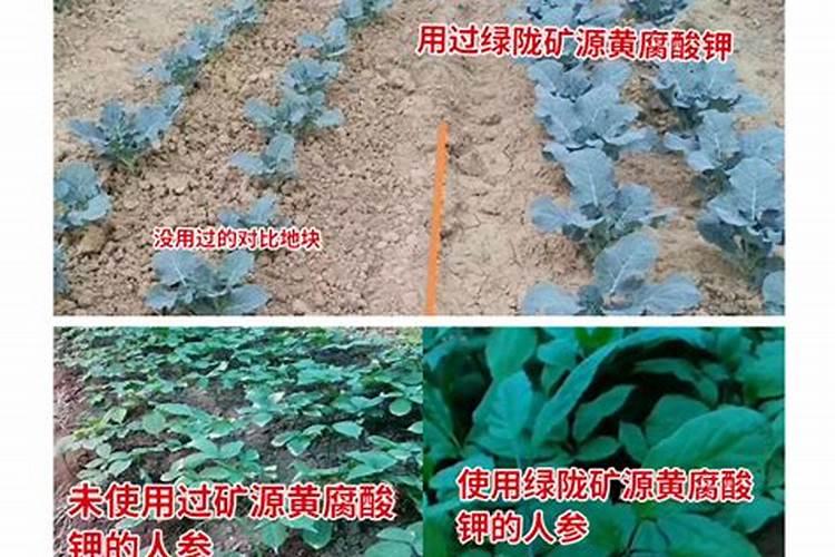 土豆膨大增产用什么比较好？