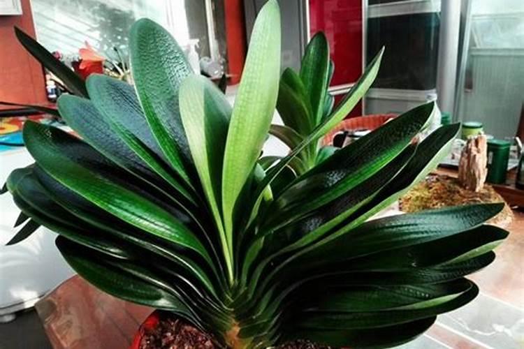 赤霉素能替代芸苔素内酯吗？ 优秀杀虫剂之二溴磷简单介绍