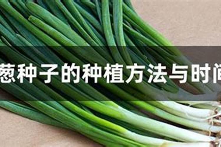 种香葱用什么肥料最好