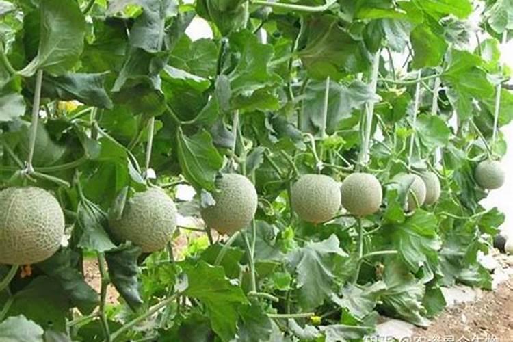 甜瓜打什么叶面肥最好？甜瓜施肥时间及方法？