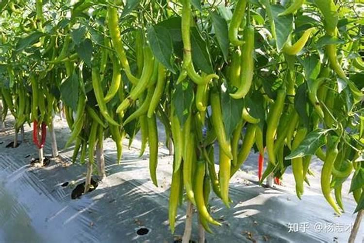 请各位专家帮忙看看这个大棚辣椒 拔节长 坐不住果是怎么回事？