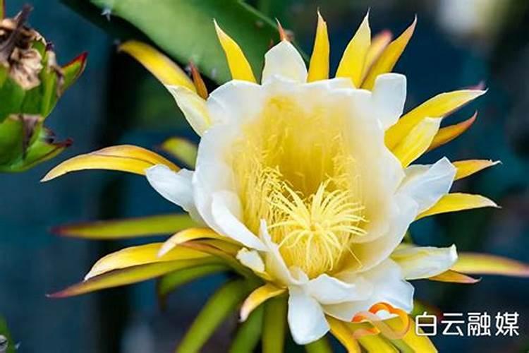 火龙果施什么肥最好 火龙果的施肥要点