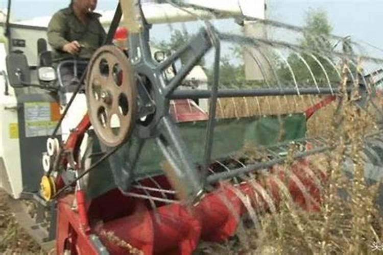 无核白葡萄过了膨果期怎么管理？