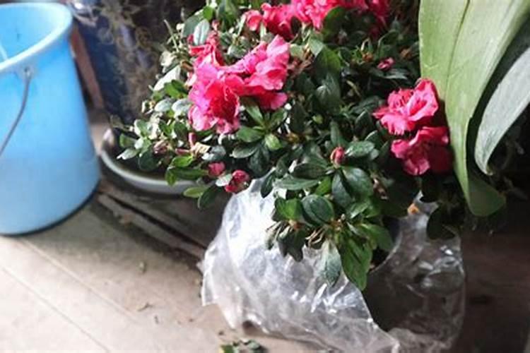 春天怎么给杜鹃施肥 杜鹃春季施肥方法和时间