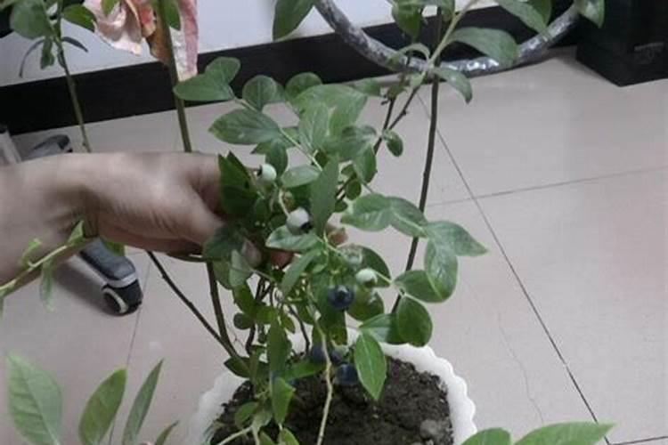 雨后大棚蔬菜需要立即通风降温吗