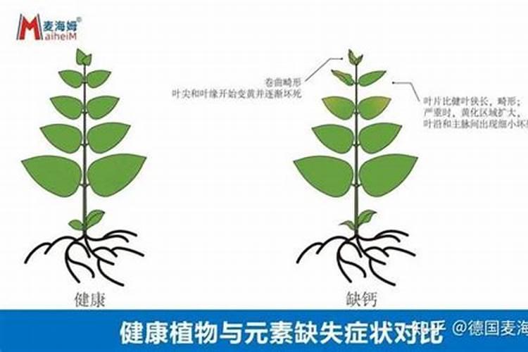 长期种香蕉的土地缺乏什么微量元素