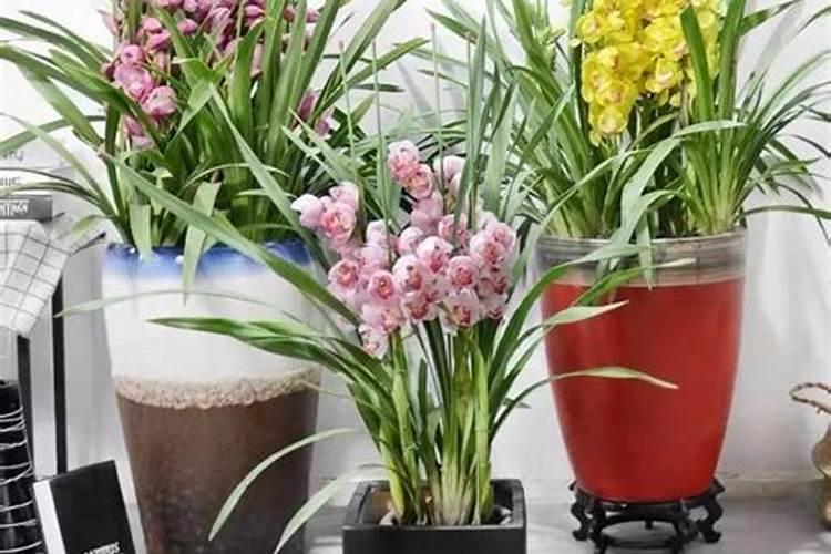 植物生长调节剂矮壮素是吡久吗？