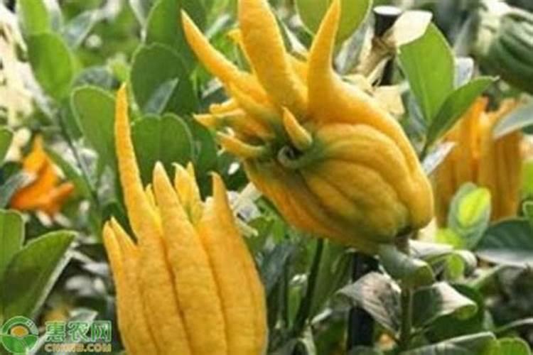 佛手树如何施肥