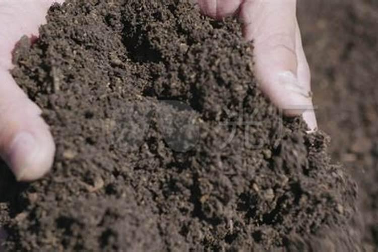 棘椒苗育苗技术与管理