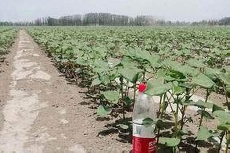 钙藻镁肥在葡萄上的用量和次数是多少？