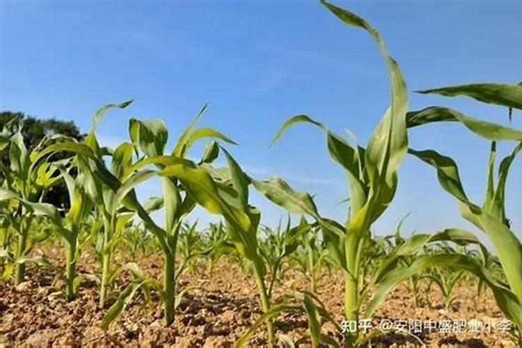 玉米的种植方法