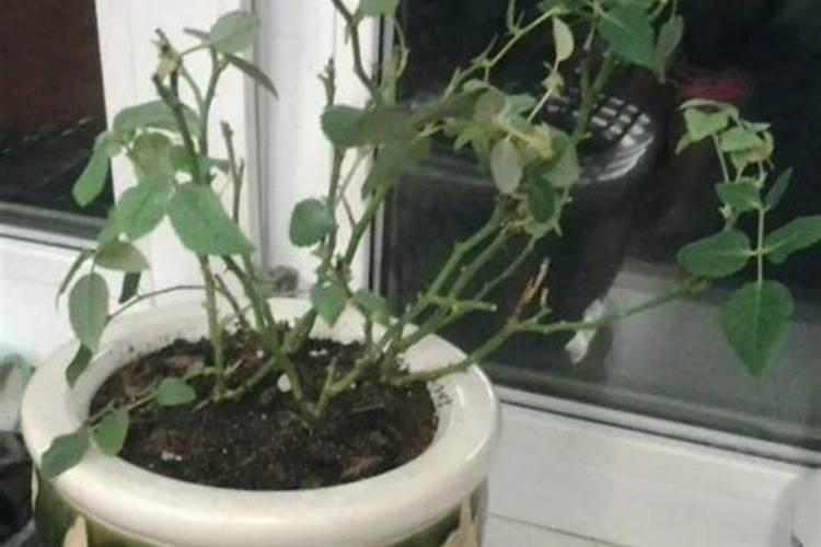 多菌灵能杀死红蜘蛛吗 效果好不好