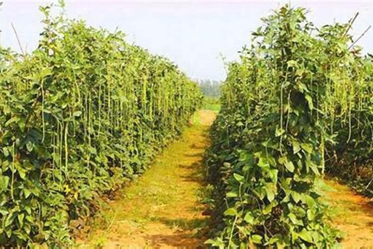 钾肥的作用是什么 钾肥有哪些种类