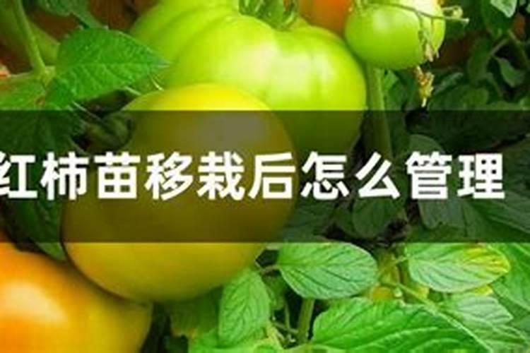 基质育苗的技术