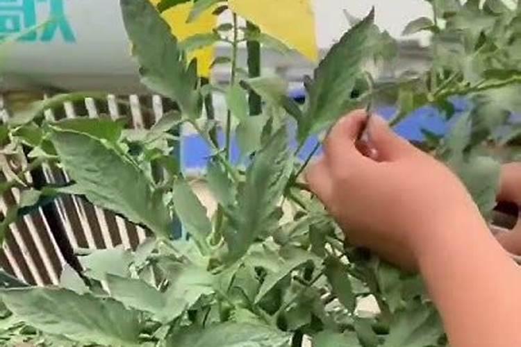 小番茄转色期的肥水管理方法