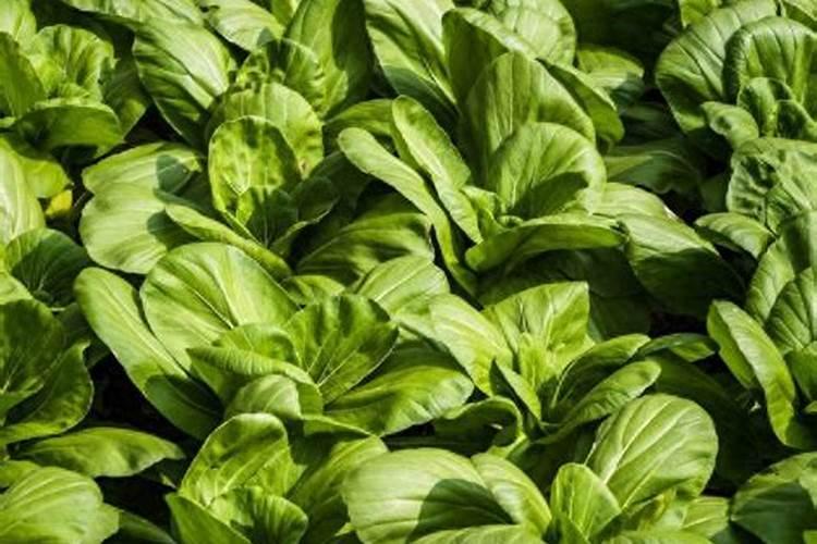 菊苣怎么种,怎么才能得到好吃的菊苣