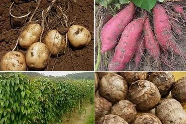 红薯种植施用什么肥料好