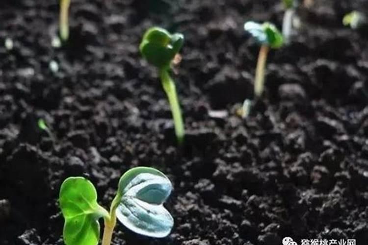 水稻幼穗分化8个时期