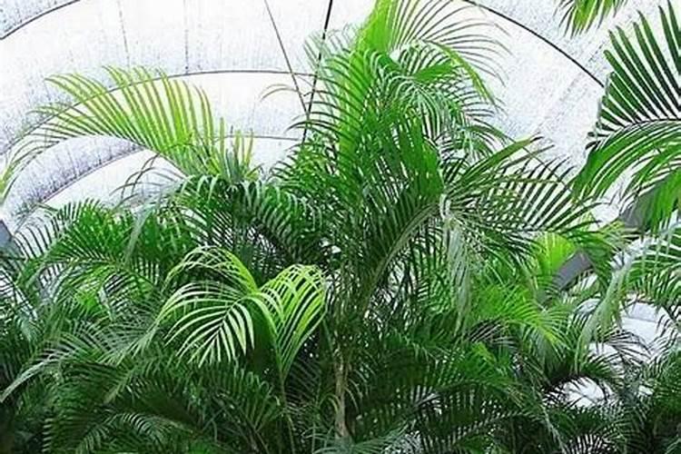 和田玉原石分为哪几种？哪种原石最值得收藏？