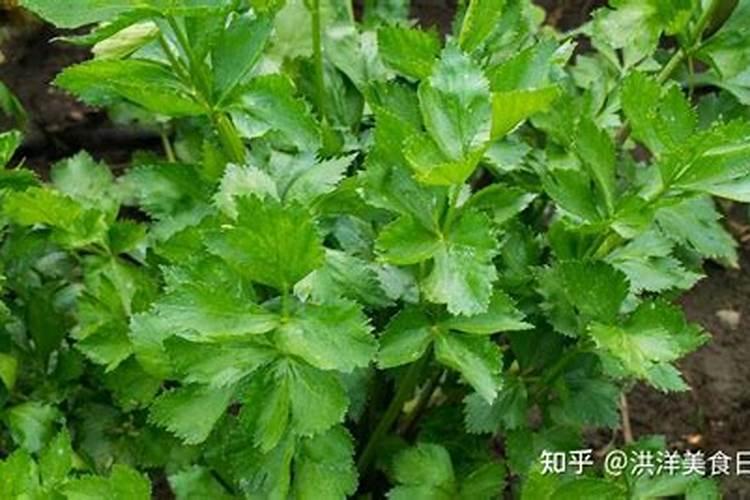 芹菜叶面发黄不发绿