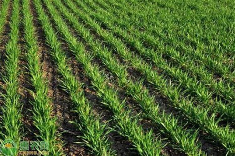 小麦几月份追肥合适 小麦出苗不好怎么办