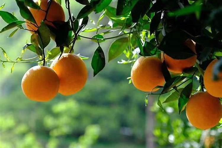 脐橙有哪些专用肥 如何进行施肥