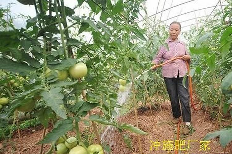 正在开花的蝴蝶兰还能施肥吗