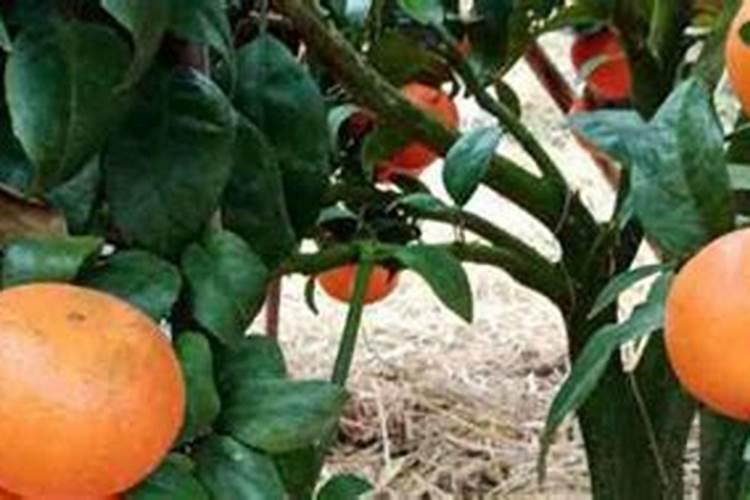 甘蓝什么时候施肥,如何施肥