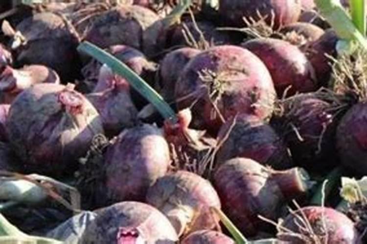 洋葱中后期追施什么肥