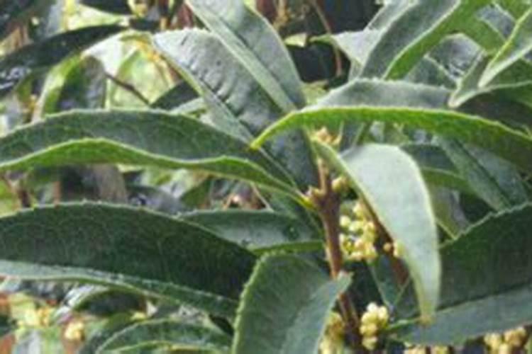 四季桂花用什么肥料最好  四季桂开花时能施肥吗