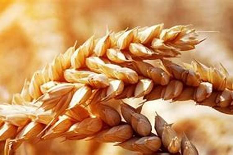 小麦冬前喷什么叶面肥