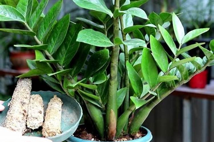 葡萄苗6月份能栽活吗