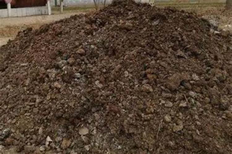 碗莲种子什么时候可以栽在土里