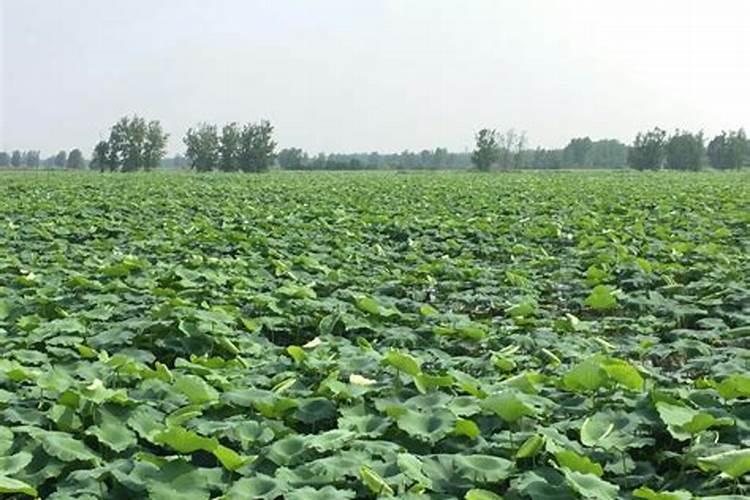 莲子要施什么肥结得更多