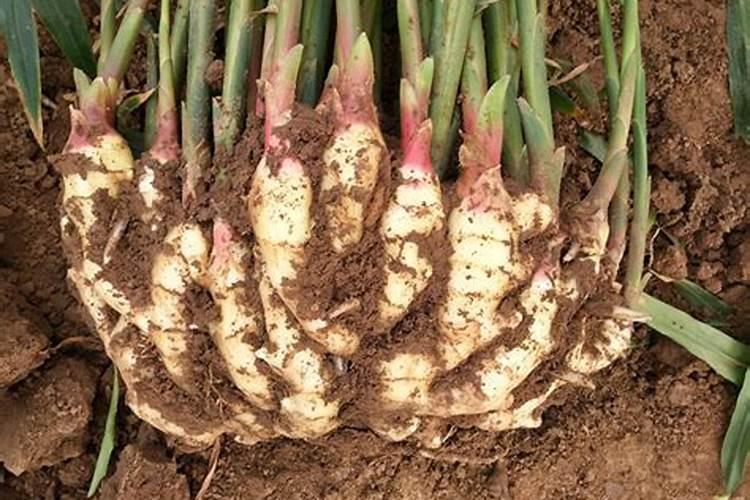 豆浆可以放红糖吗 红糖不适合