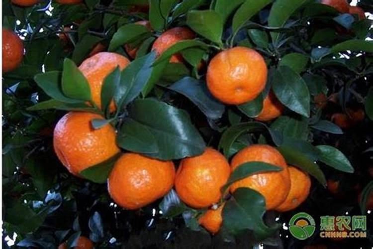 生物菌肥哪种最好