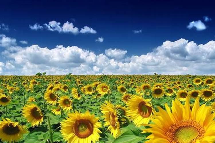 福进门液体水溶肥好吗？用效果来证明