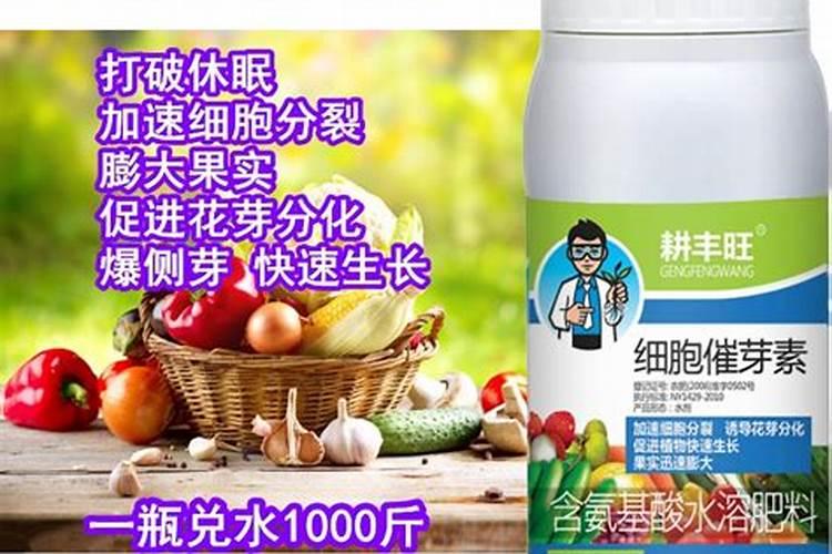 葡萄树施肥的合适时间和注意事项