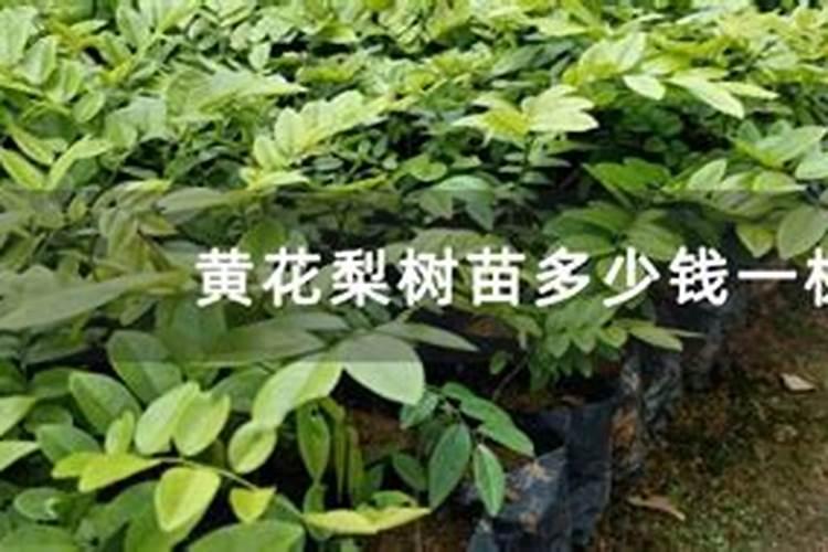 蒜苔抽过还能浇水吗,求解答