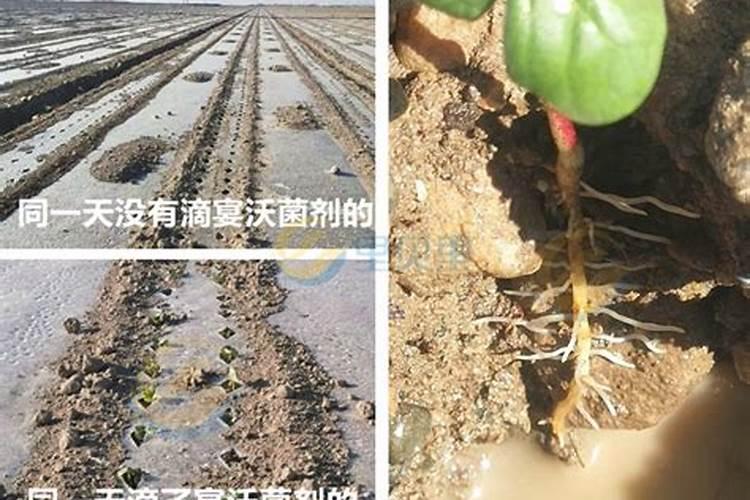 发财树换盆后的缓苗期是多久